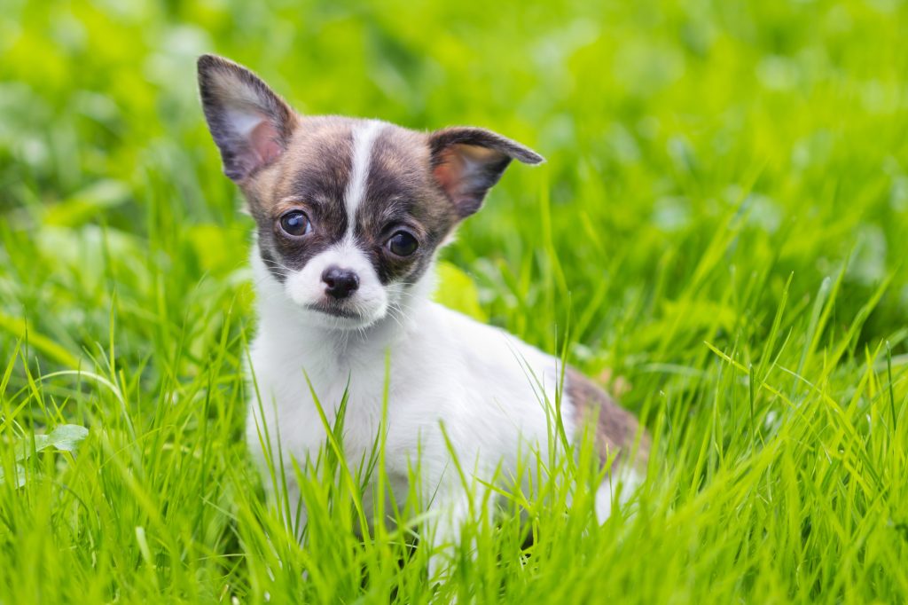 Chihuahua Junghund