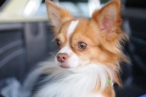Chihuahua im Auto