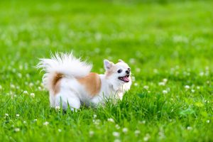 Chihuahua steht im Gras
