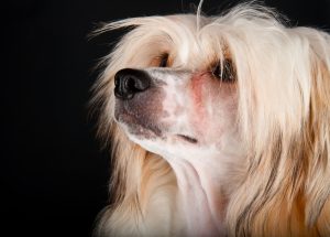 Chinesischer Schopfhund mit blondem Schopf