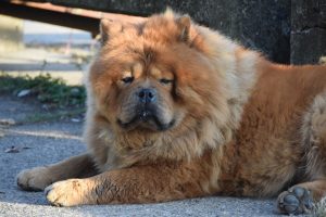 Chow Chow in der Natur