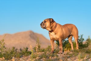 Continental Bulldog in der Natur