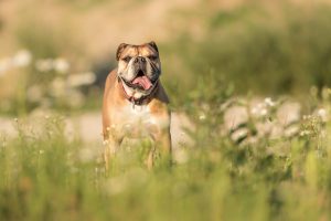 Continental Bulldog steht im Gras