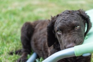 Curly Coated Retriever Junghund