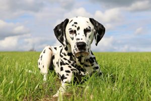 Dalmatiner Junghund liegt im Gras