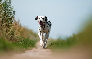 Dalmatiner auf einem Wanderweg