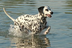 Dalmatiner im Wasser