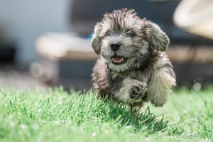 Dandie Dinmont Terrier steht im hohen Gras