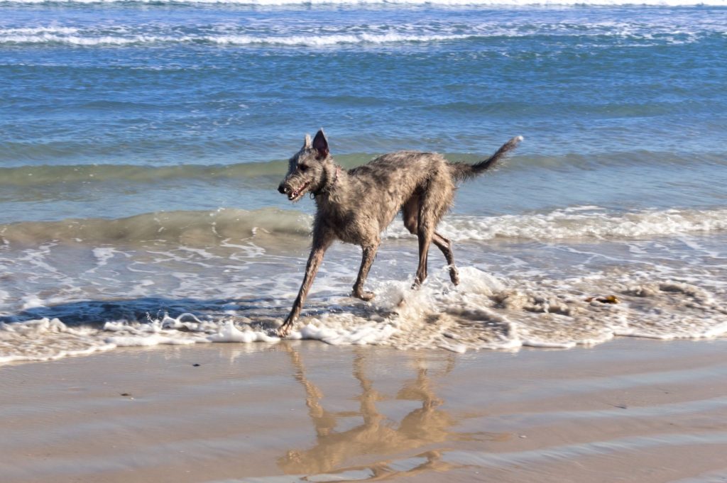 Deerhound am Meer