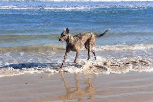 Deerhound am Meer