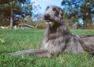 Deerhound liegt im Gras