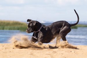 Deutsche Dogge spielt am Strand