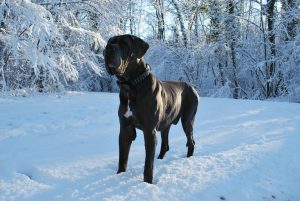 Deutsche Dogge steht im Schnee