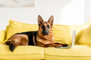 Deutscher Schäferhund liegt auf der Couch