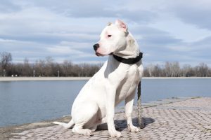 Dogo Argentino am Fluss