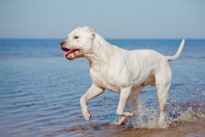 Dogo Argentino am Meer
