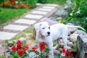 Dogo Argentino im Garten