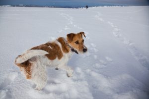 Drahthaar-Foxterrier im Schnee