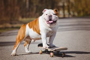 Englische Bulldogge auf dem Skateboard
