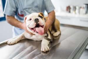 Englische Bulldogge beim Tierarzt