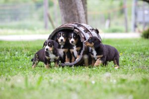 Entlebucher Sennenhund Welpen auf der Wiese