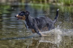 Entlebucher Sennenhund spielt im Wasser