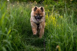 Eurasier Junghund im hohen Gras