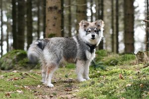 Finnischer Lapphund Welpe