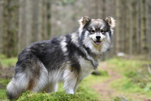 Finnischer Lapphund Welpe im Wald