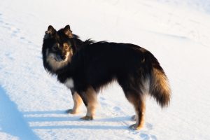 Finnischer Lapphund geht durch den Schnee
