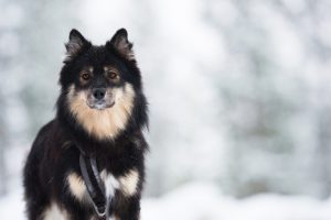 Finnischer Lapphund im Schnee