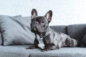 Französische Bulldogge liegt auf der Couch