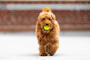 Goldendoodle mit Ball