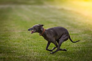 Greyhound auf der Wiese