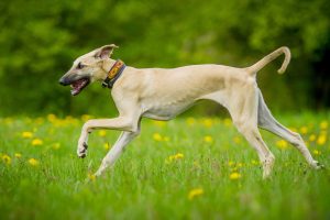 Greyhound läuft im Gras