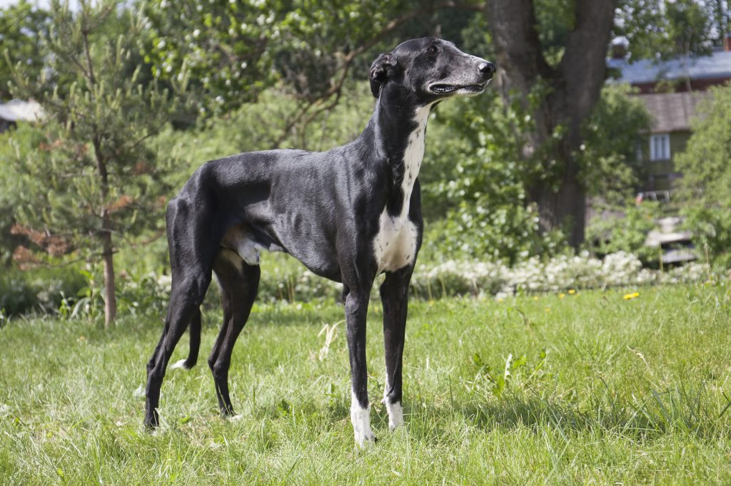 Greyhound steht im Garten