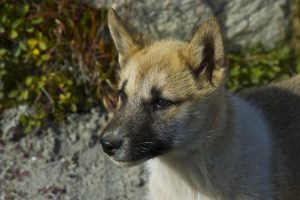 Grönlandhund Welpe