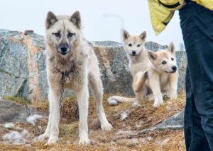 Grönlandhund mit Welpen