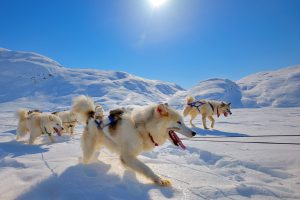 Grönlandhunde ziehen Schlitten