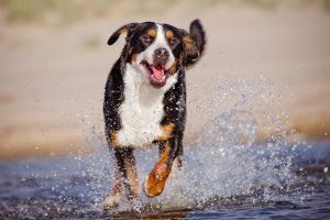 Großer Schweizer Sennenhund im Wasser