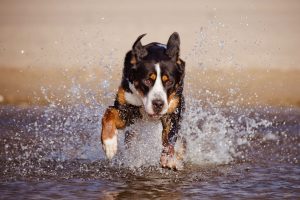 Großer Schweizer Sennenhund tobt im Wasser