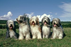 Gruppe mit Bearded Collies