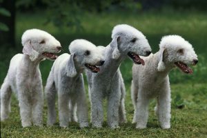 Gruppe mit Bedlington Terrier
