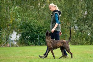 Holländischer Schäferhund Junghund beim Training