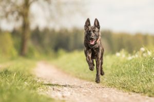 Holländischer Schäferhund läuft