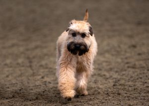 Irish Soft Coated Wheaten Terrier Junghund