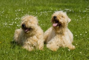 Irish Soft Coated Wheaten Terrier Rüde und Hündin