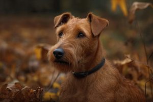 Irish Terrier Hündin