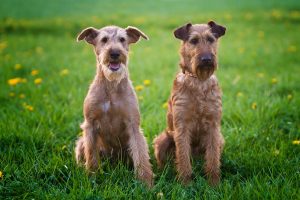 Irish Terrier Hündin und Rüde