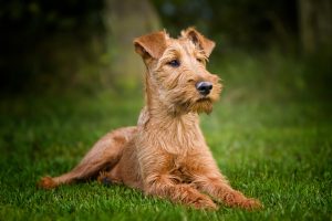Irish Terrier Junghund